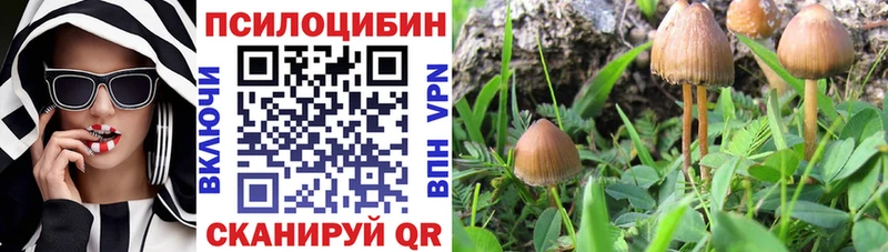 Псилоцибиновые грибы Psilocybe  Купить  Белореченск 